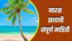 Coconut Tree Information In Marathi