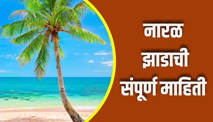 Coconut Tree Information In Marathi