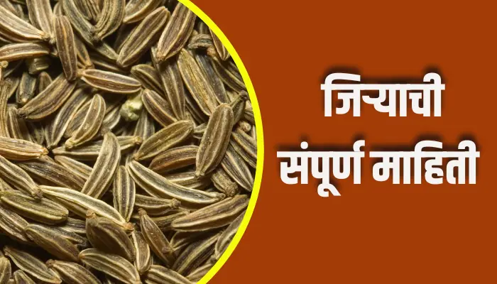 Cumin Seeds Information In Marathi
