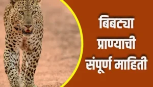 Leopard Animal Information In Marathi