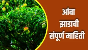 Mango Tree Information In Marathi