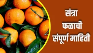 Orange Fruit Information In Marathi