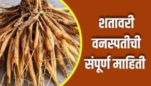 Shatavari Plant Information In Marathi